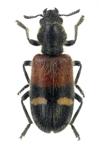 Tilloidea transversalis